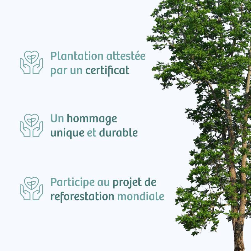 Planter un arbre en hommage à Mme Paulette GICQUEL Née DOUET